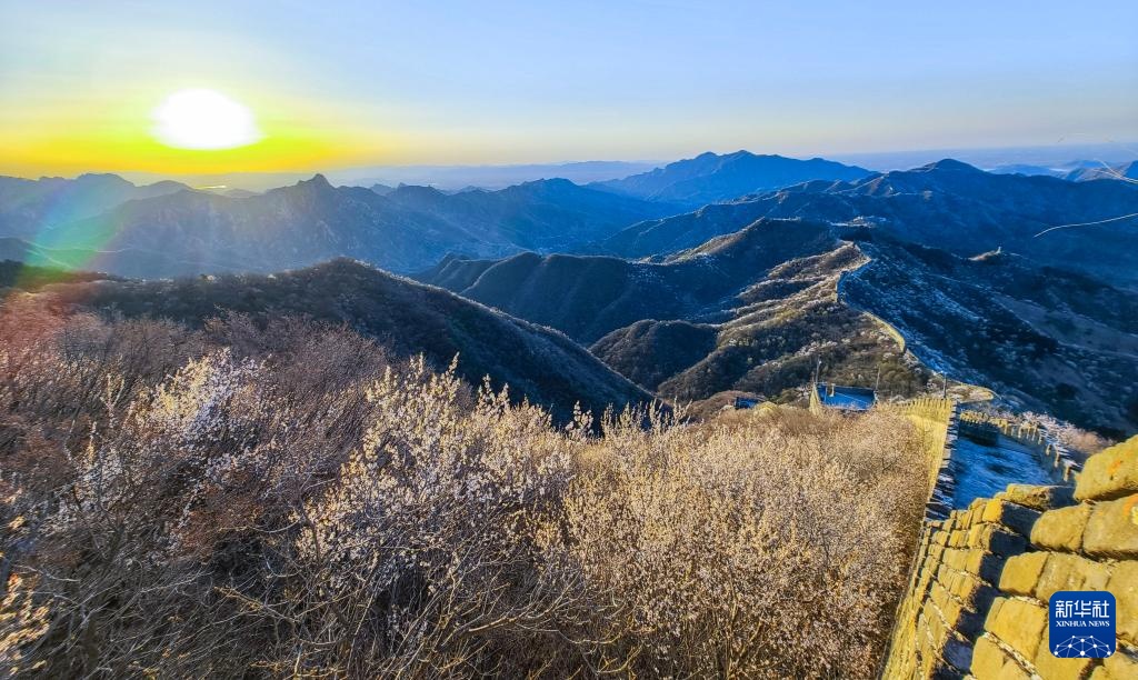 春到长城 山花绽放