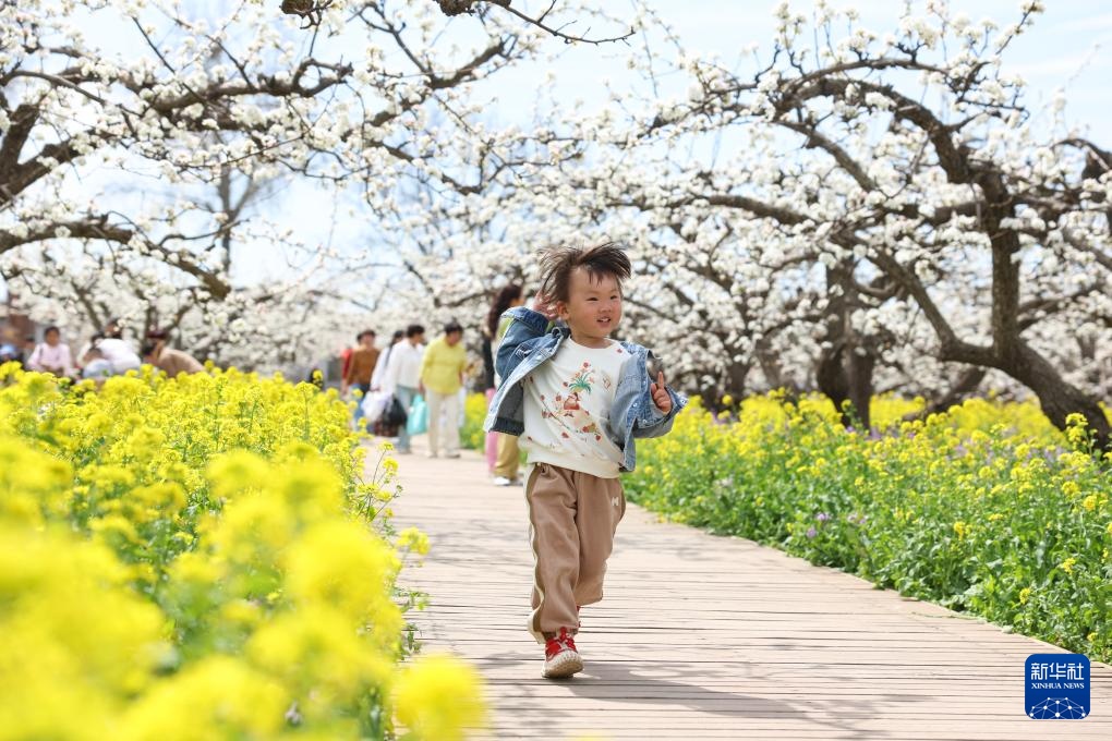 河北晋州：梨花枝上层层雪 游客踏青闻香来