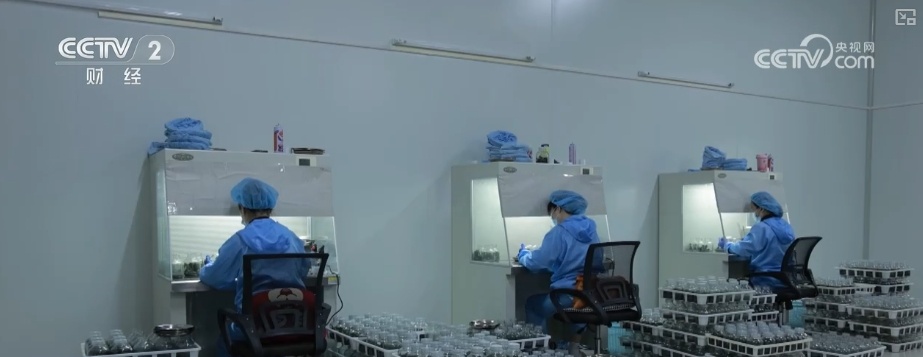 延长花期、定时开花 “鲜花经济”向“智”追“新”满是科技范儿 延长花期、定时开花 “鲜花经济”向“智”追“新”满是科技范儿