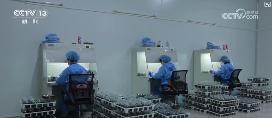 科技“赋能”鲜花产业 “赏研一体”促“鲜花经济”持续升温 科技“赋能”鲜花产业 “赏研一体”促“鲜花经济”持续升温