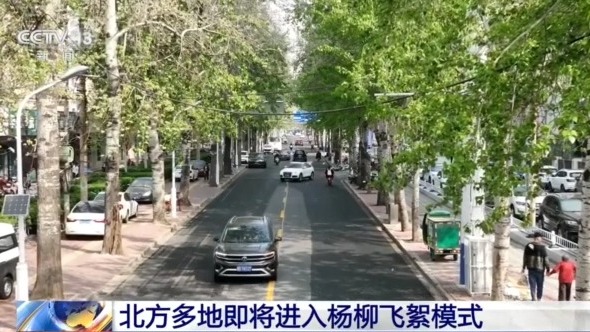 飞絮又来了 !北京发布首个杨柳飞絮预报 如何预防一文读懂 飞絮又来了 !北京发布首个杨柳飞絮预报 如何预防一文读懂