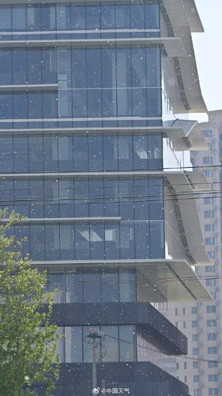 飞絮预警!北京杨柳絮飘飞似四月飞雪 飞絮预警!北京杨柳絮飘飞似四月飞雪