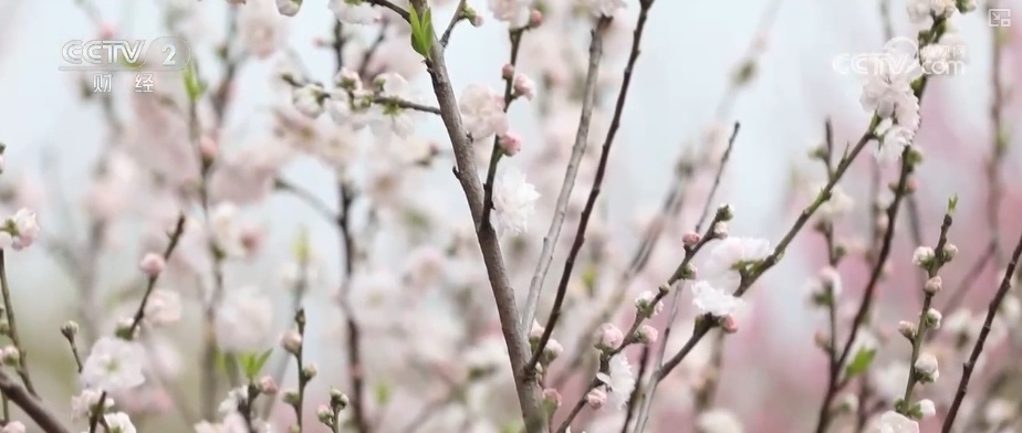 延长花期、定时开花 “鲜花经济”向“智”追“新”满是科技范儿 延长花期、定时开花 “鲜花经济”向“智”追“新”满是科技范儿