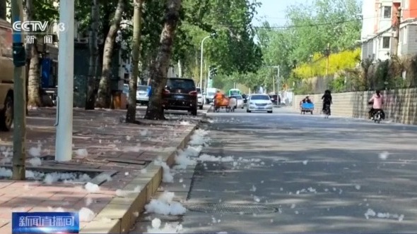 飞絮又来了 !北京发布首个杨柳飞絮预报 如何预防一文读懂 飞絮又来了 !北京发布首个杨柳飞絮预报 如何预防一文读懂