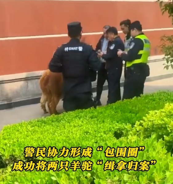 事发上海市中心！30多人联合追捕……