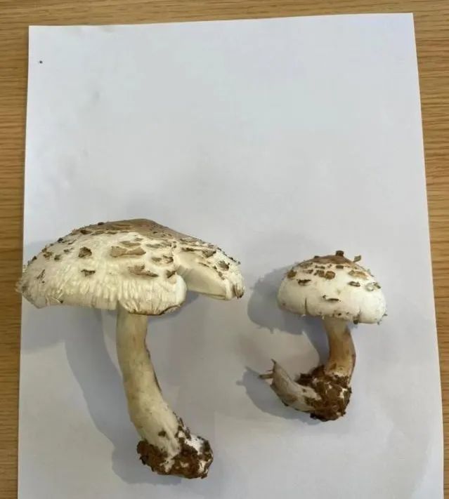 警惕舌尖上的诱惑,别做“菇”勇者! 警惕舌尖上的诱惑,别做“菇”勇者!