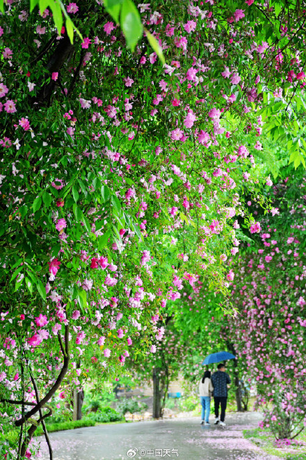 杏花微雨满庭春！全国春雨观赏地图 你想去哪儿邂逅一场春雨？