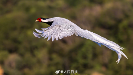 愿见者好运！白鹇晨光中起舞仙气十足