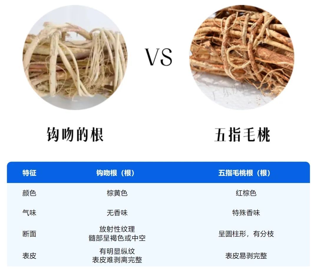 广东山上常有，千万别吃！