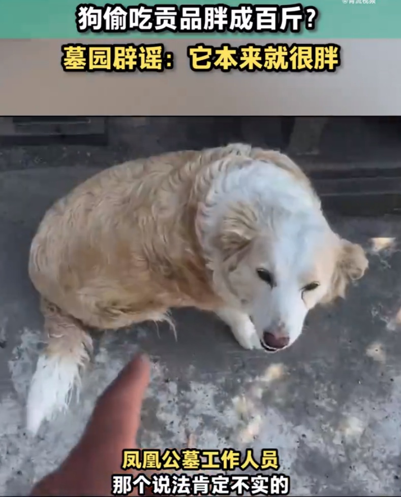 边牧偷吃贡品胖成百斤？墓园：它本来就很胖，已被禁足，鼓励群众将贡品带走