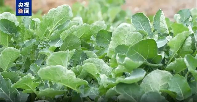 最近，真的劝你多吃韭菜！