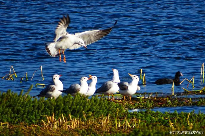 演员“打鸟”获官方认可 多地文旅喊话“‘打鸟’来我家!” 演员“打鸟”获官方认可 多地文旅喊话“‘打鸟’来我家!”