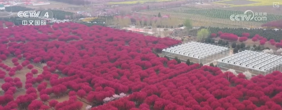 消费旺、出游火,新热点频出!清明假日春游经济有“颜值”有“产值” 消费旺、出游火,新热点频出!清明假日春游经济有“颜值”有“产值”