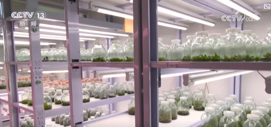 我国花卉种业创新体系基本建立 花卉业高质量发展格局基本形成