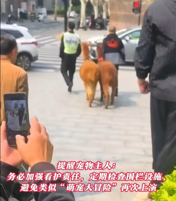 事发上海市中心！30多人联合追捕……