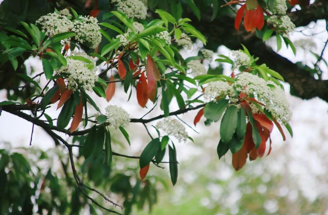 异味太大?武汉高校纷纷出手 异味太大?武汉高校纷纷出手