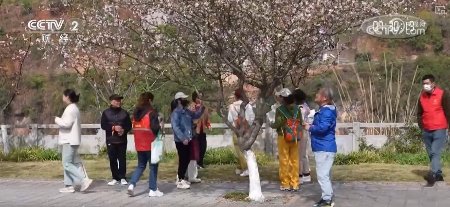 清明假期中短途出行需求旺盛 坐着赏花专列饱览春日美景 清明假期中短途出行需求旺盛 坐着赏花专列饱览春日美景