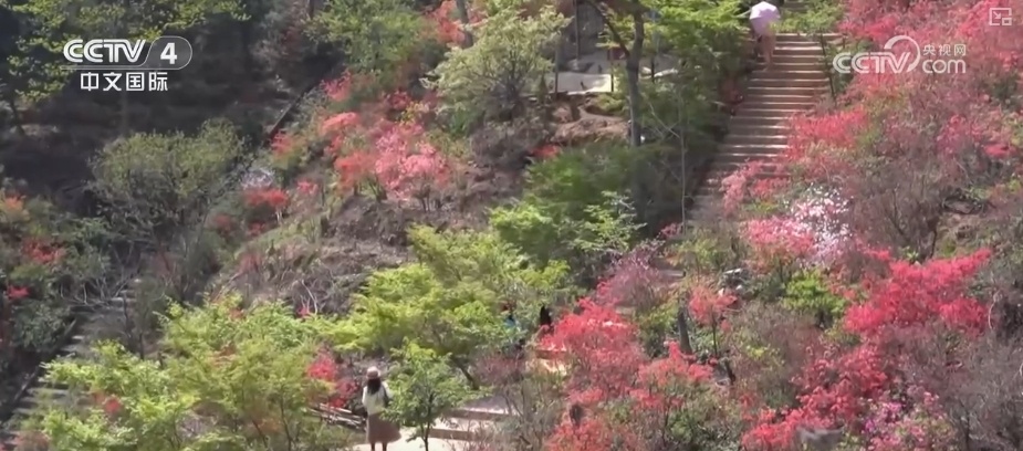 消费旺、出游火,新热点频出!清明假日春游经济有“颜值”有“产值” 消费旺、出游火,新热点频出!清明假日春游经济有“颜值”有“产值”