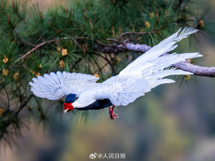 愿见者好运！白鹇晨光中起舞仙气十足