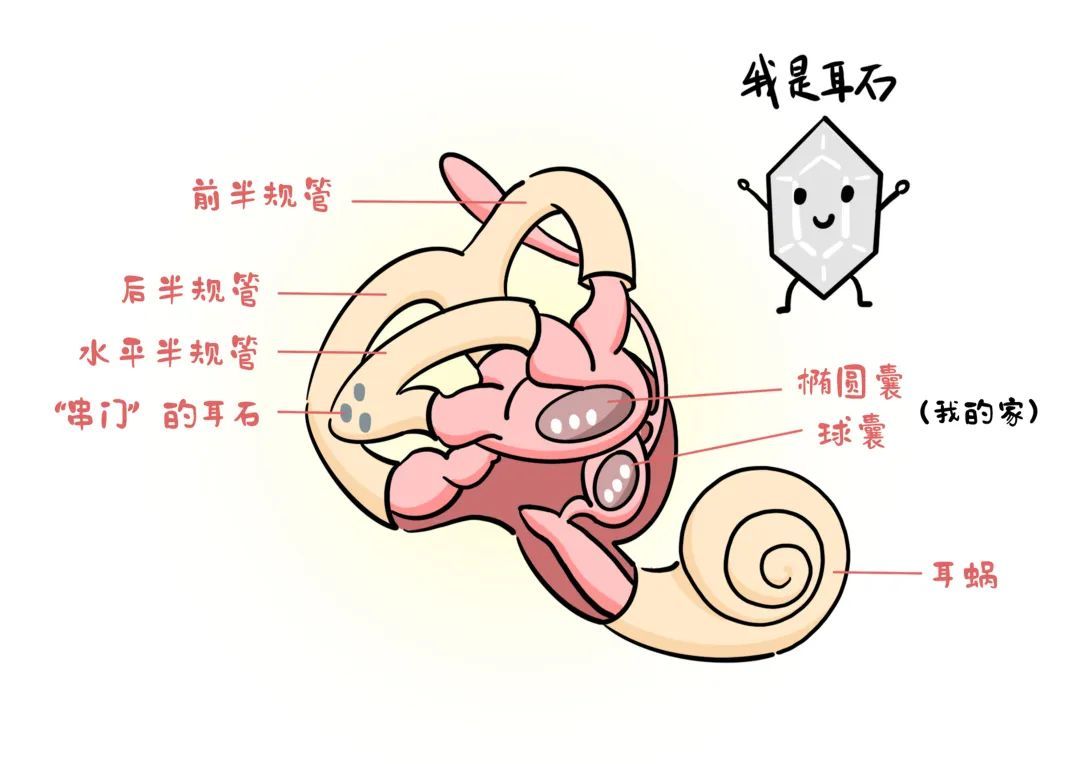 医聊丨这种令人崩溃的眩晕感，竟和耳朵有关？