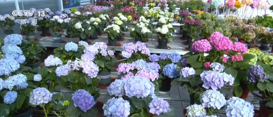 我国花卉种业创新体系基本建立 花卉业高质量发展格局基本形成