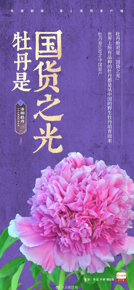 愿刷到的你吉祥如意!被洛阳牡丹9张色卡硬控了 愿刷到的你吉祥如意!被洛阳牡丹9张色卡硬控了