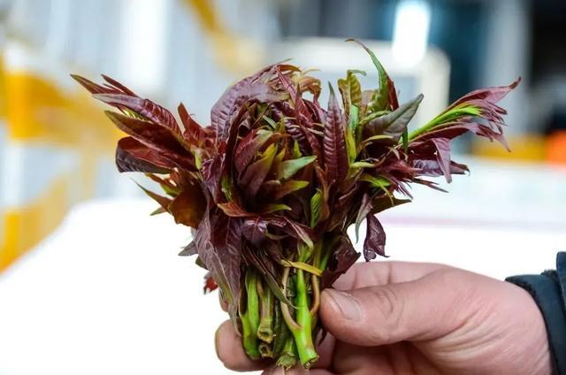 最近，真的劝你多吃韭菜！