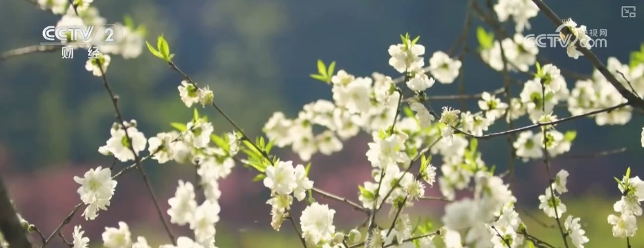 延长花期、定时开花 “鲜花经济”向“智”追“新”满是科技范儿 延长花期、定时开花 “鲜花经济”向“智”追“新”满是科技范儿