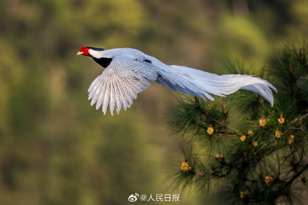 愿见者好运！白鹇晨光中起舞仙气十足