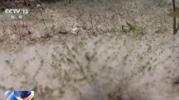 飞絮又来了 !北京发布首个杨柳飞絮预报 如何预防一文读懂 飞絮又来了 !北京发布首个杨柳飞絮预报 如何预防一文读懂