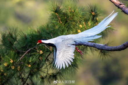 愿见者好运！白鹇晨光中起舞仙气十足