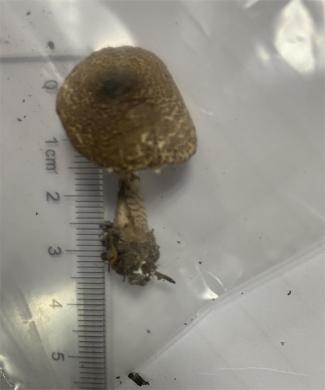 警惕舌尖上的诱惑,别做“菇”勇者! 警惕舌尖上的诱惑,别做“菇”勇者!