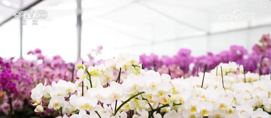 科技“赋能”鲜花产业 “赏研一体”促“鲜花经济”持续升温 科技“赋能”鲜花产业 “赏研一体”促“鲜花经济”持续升温