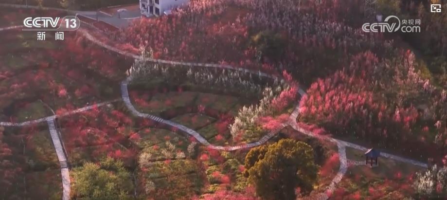 科技“赋能”鲜花产业 “赏研一体”促“鲜花经济”持续升温 科技“赋能”鲜花产业 “赏研一体”促“鲜花经济”持续升温