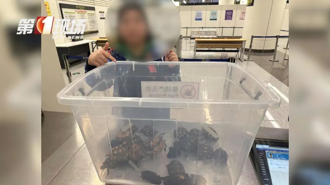 女子腰腹部异常鼓起！一查发现28只活的…
