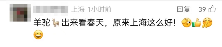 上海市中心突现出逃羊驼,30多人联合追捕 上海市中心突现出逃羊驼,30多人联合追捕