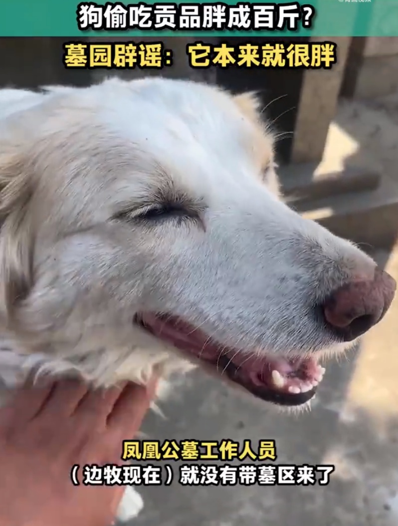 边牧偷吃贡品胖成百斤？墓园：它本来就很胖，已被禁足，鼓励群众将贡品带走