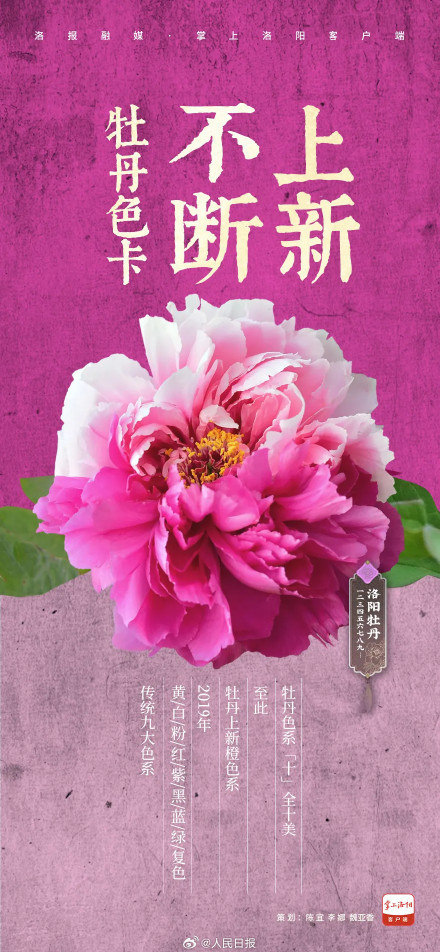 愿刷到的你吉祥如意!被洛阳牡丹9张色卡硬控了 愿刷到的你吉祥如意!被洛阳牡丹9张色卡硬控了
