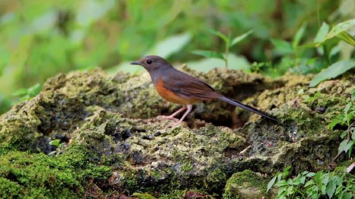 演员“打鸟”获官方认可 多地文旅喊话“‘打鸟’来我家!” 演员“打鸟”获官方认可 多地文旅喊话“‘打鸟’来我家!”