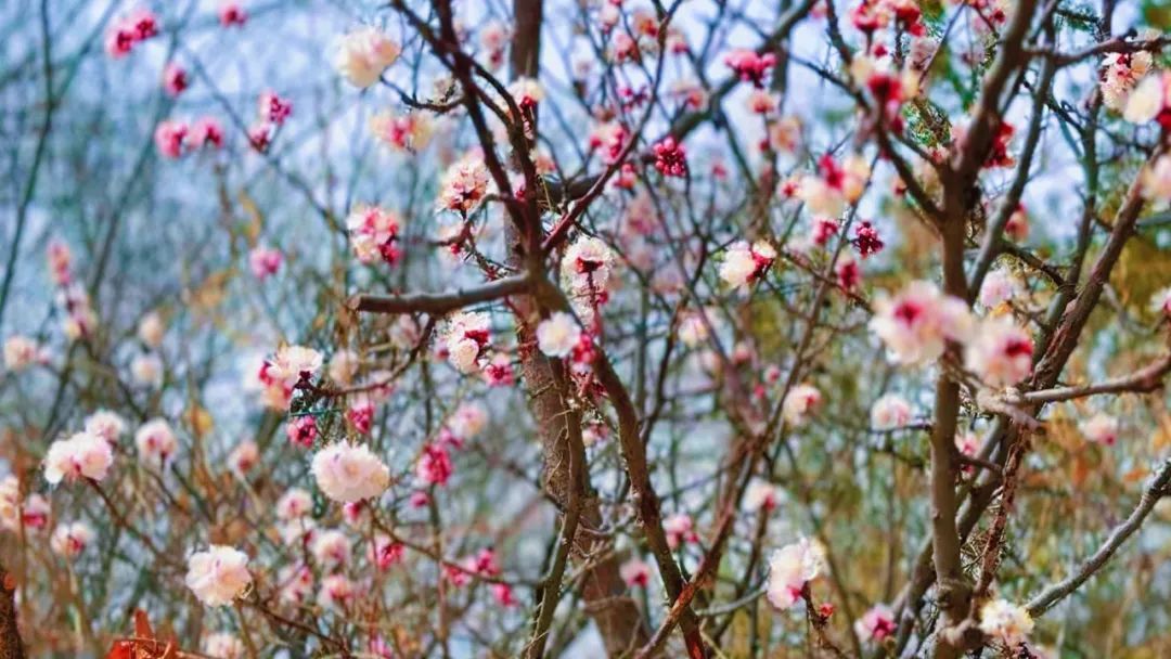 赏花 逛展 遛娃……多元体验带动消费热潮！兰州市民踏青悠游乐享假期