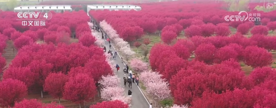 消费旺、出游火,新热点频出!清明假日春游经济有“颜值”有“产值” 消费旺、出游火,新热点频出!清明假日春游经济有“颜值”有“产值”