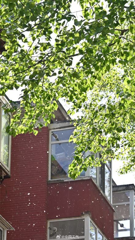 飞絮预警!北京杨柳絮飘飞似四月飞雪 飞絮预警!北京杨柳絮飘飞似四月飞雪