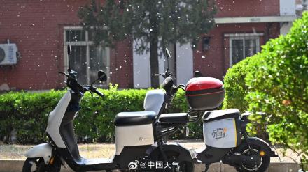 飞絮预警!北京杨柳絮飘飞似四月飞雪 飞絮预警!北京杨柳絮飘飞似四月飞雪