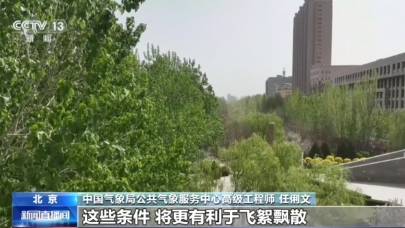 飞絮又来了 !北京发布首个杨柳飞絮预报 如何预防一文读懂 飞絮又来了 !北京发布首个杨柳飞絮预报 如何预防一文读懂