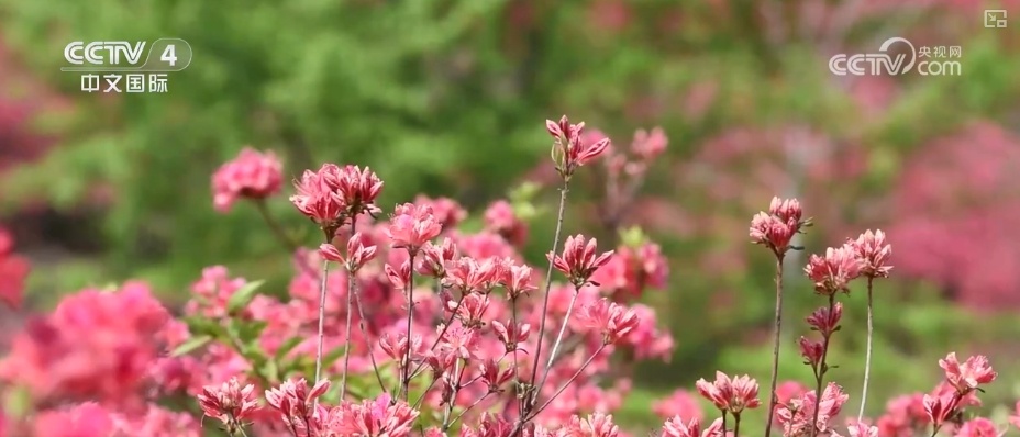 消费旺、出游火,新热点频出!清明假日春游经济有“颜值”有“产值” 消费旺、出游火,新热点频出!清明假日春游经济有“颜值”有“产值”