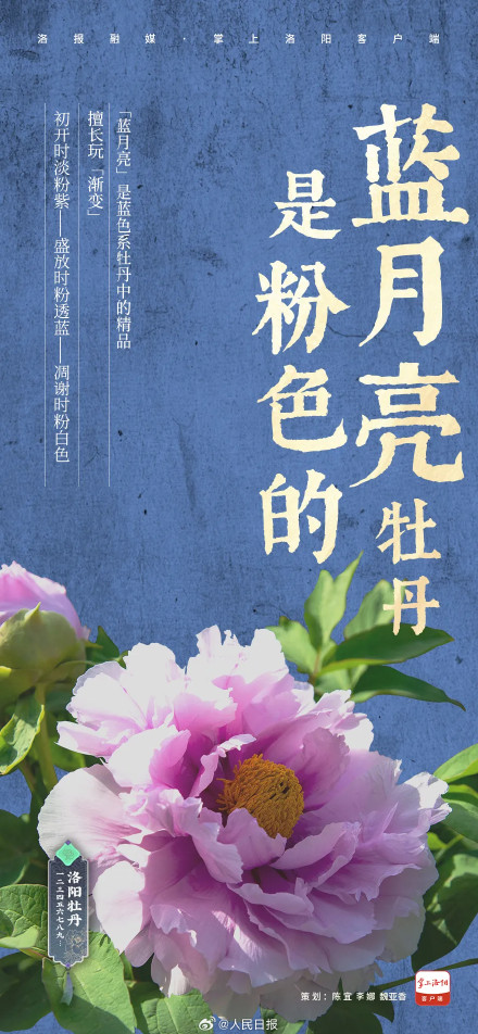 愿刷到的你吉祥如意!被洛阳牡丹9张色卡硬控了 愿刷到的你吉祥如意!被洛阳牡丹9张色卡硬控了