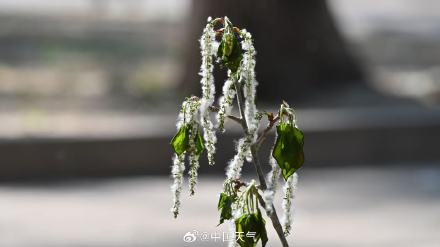 飞絮预警!北京杨柳絮飘飞似四月飞雪 飞絮预警!北京杨柳絮飘飞似四月飞雪