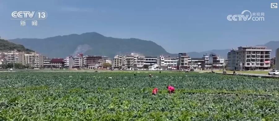 春季农田新景象:“一分田”开出多种“花” 特色农业“种”出新希望 春季农田新景象:“一分田”开出多种“花” 特色农业“种”出新希望