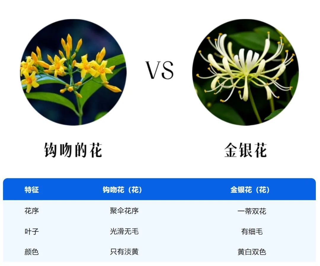 广东山上常有，千万别吃！