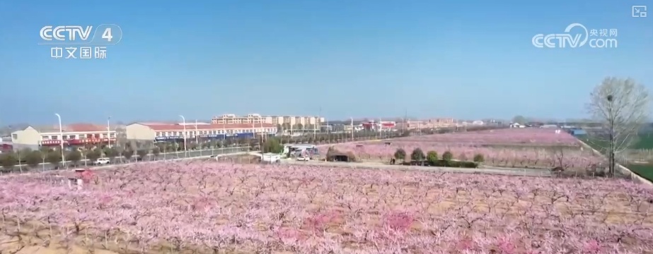 消费旺、出游火,新热点频出!清明假日春游经济有“颜值”有“产值” 消费旺、出游火,新热点频出!清明假日春游经济有“颜值”有“产值”